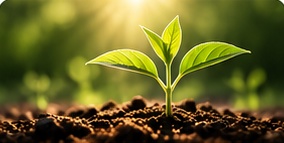 A seedling growing in sunlight